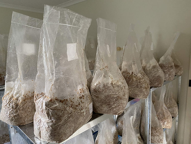 Použitie PP Mushroom Grow Bags sa líši od tradičného pestovania